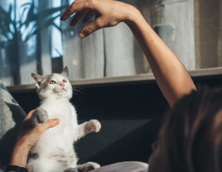 ¿Por qué no debes jugar con gatos con las manos?