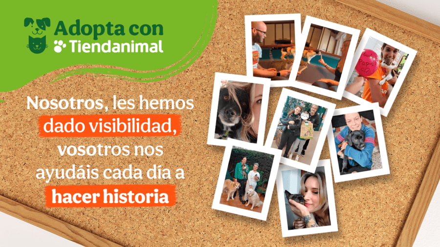 Resumen del año: Primer aniversario de Adopta con Tiendanimal