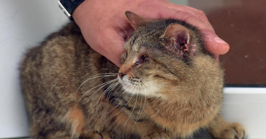 Tipos de parásitos externos en gatos