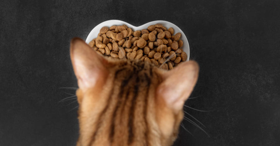 ¿Qué son los piensos científicos para gatos? Beneficios y los mejores