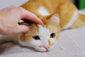 Cómo desparasitar a un gato adulto: guía completa