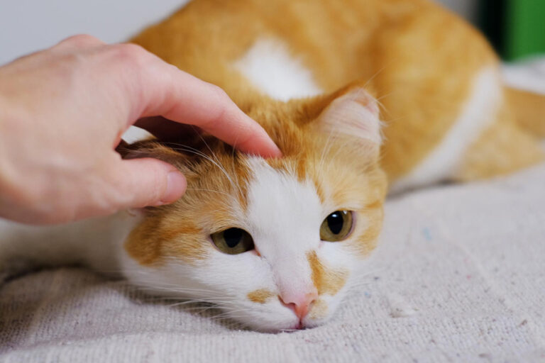 Cómo desparasitar a un gato adulto: guía completa