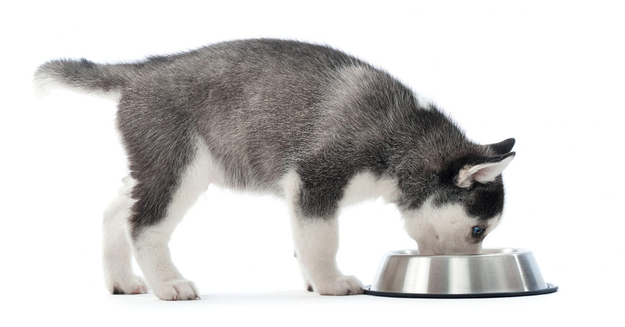 Mejores piensos para un Husky Siberiano