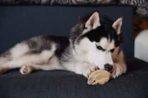 ¿Qué come un Husky Siberiano? Dieta y mejores piensos