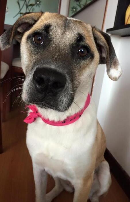 Historia: Noah y Natalia