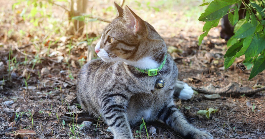 ¿Los mosquitos pueden picar a los gatos?