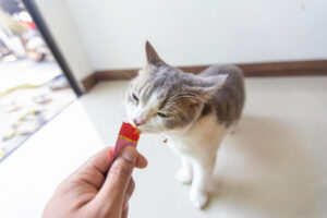 Mejores snacks líquidos para gatos — guía y comparativa