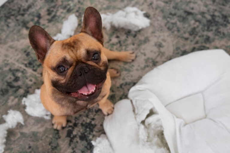 Por qué mi perro muerde su cama: causas y qué hacer para evitarlo