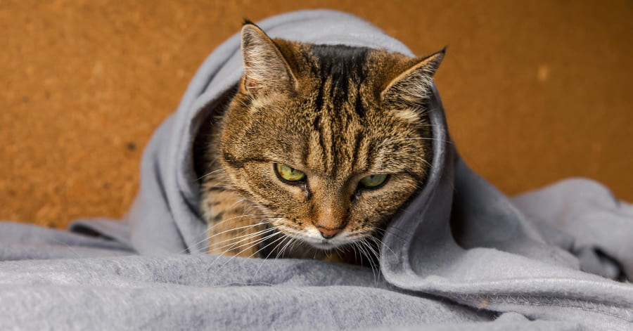 ¿El resfriado en gatos es contagioso?