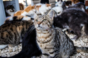 Ciclo de vida del gato: conoce todas las etapas de crecimiento