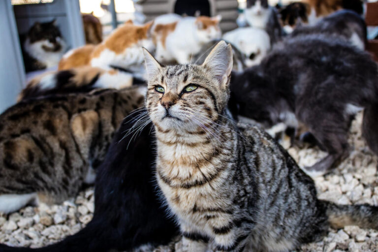 Ciclo de vida del gato: conoce todas las etapas de crecimiento