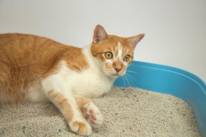 ¿Por qué mi gato se tumba en el arenero?