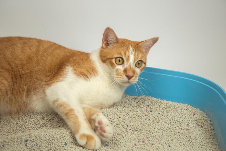 ¿Por qué mi gato se tumba en el arenero?