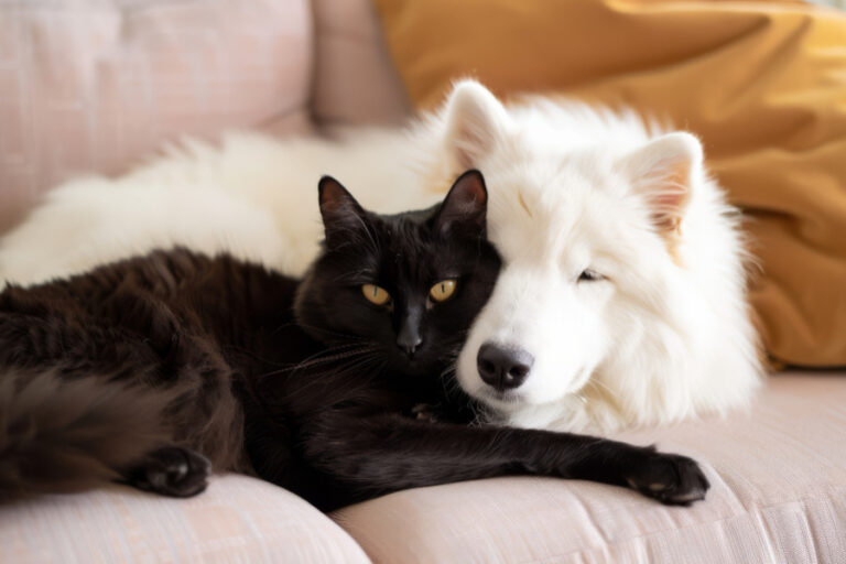 Parásitos que se transmiten a humanos (zoonosis): protege a tu familia desparasitando a tu mascota