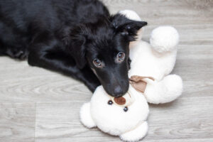 ¿Es bueno darle peluches a los perros?