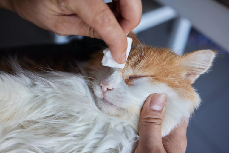 Cómo limpiar los ojos a un gato: guía paso a paso