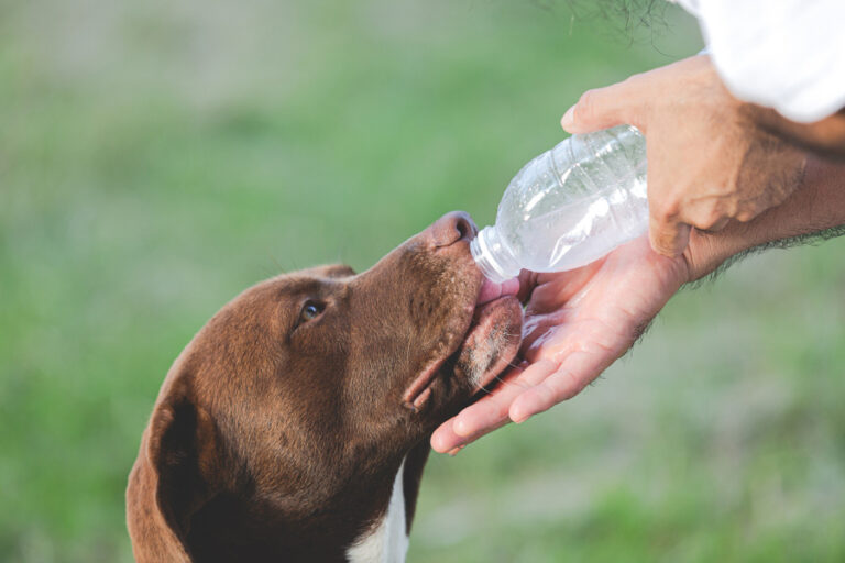 ¿Cuánta agua debe beber un perro?