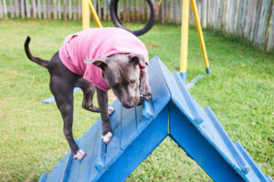 10 deportes con perro que podéis practicar juntos