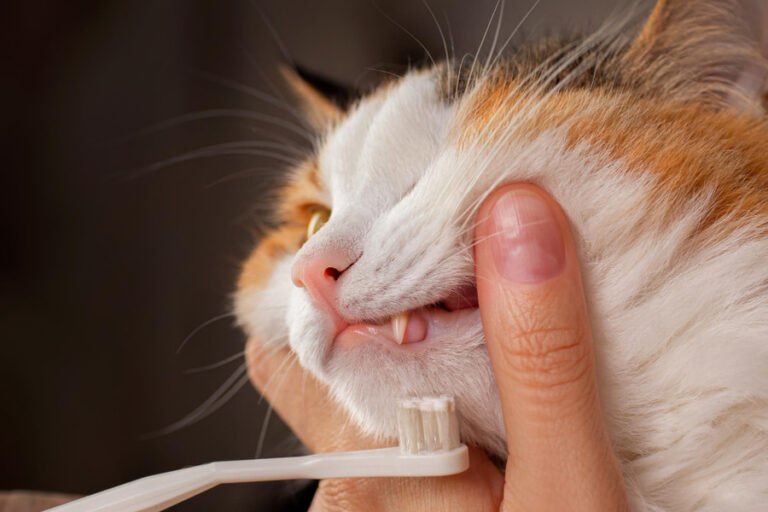 Guía de cuidados dentales en gatos senior