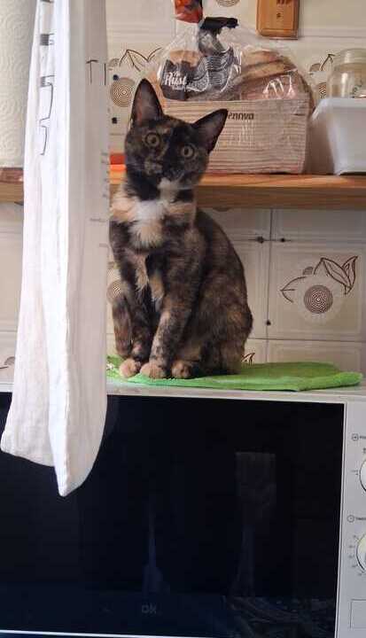 Historia de Alma en TA