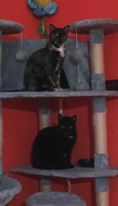 Adopción de Alma en Tiendanimal