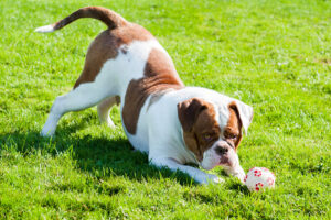 Mi perro no sabe jugar solo: cómo enseñarle paso a paso