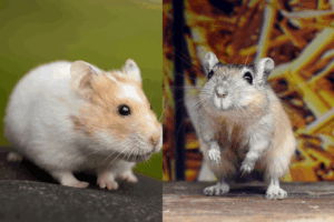 Diferencias y cuidados entre un jerbo y un hamster