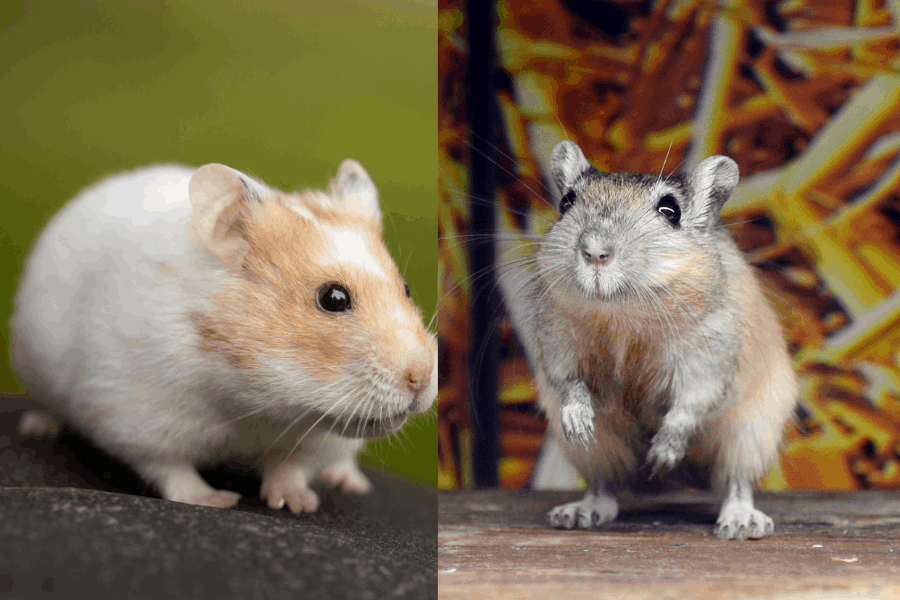Diferencias y cuidados entre un jerbo y un hamster