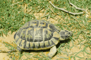 Todo lo que necesita saber sobre la tortuga rusa