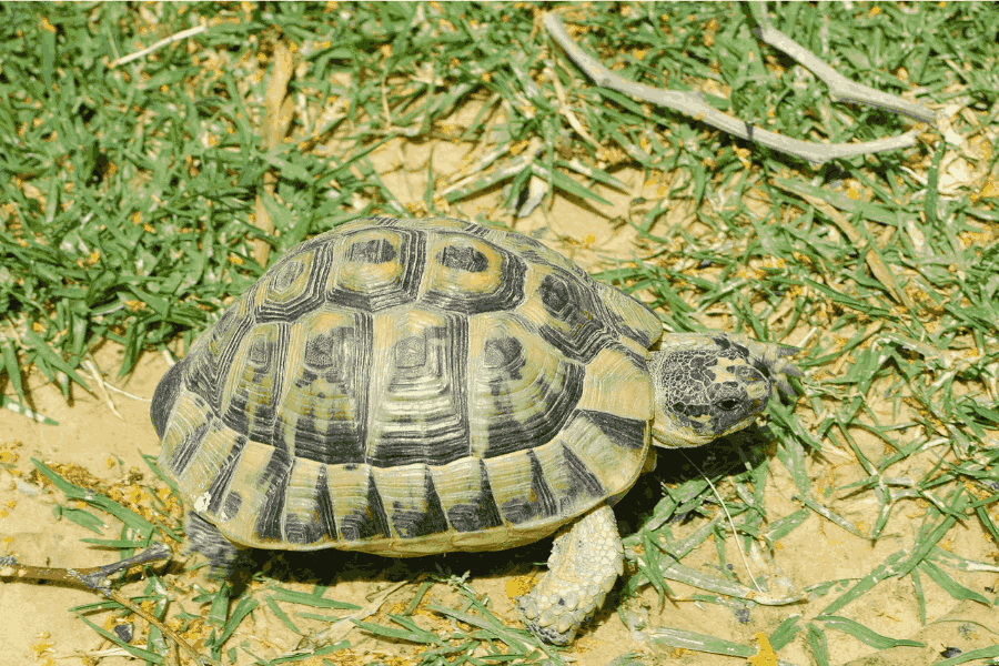 Todo lo que necesita saber sobre la tortuga rusa