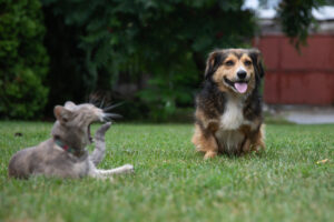 Perro y gatito en el jardín
