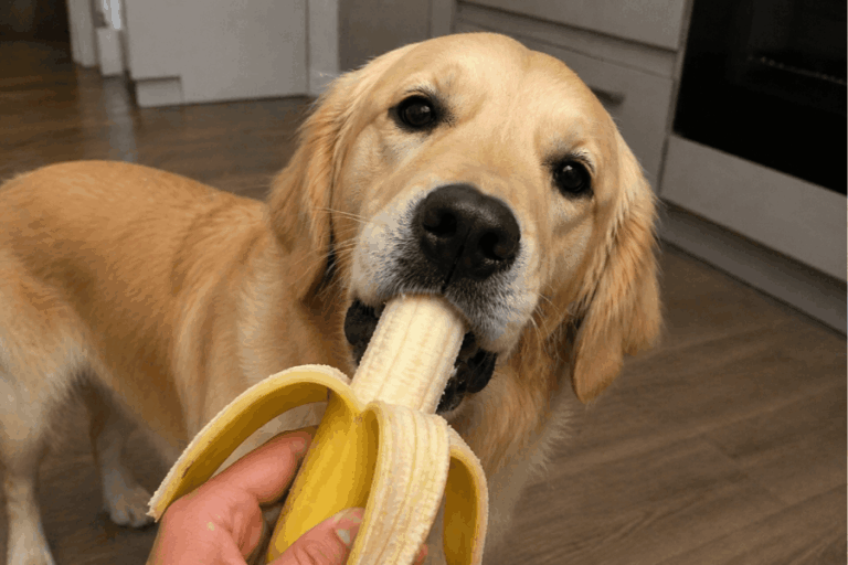 ¿Es bueno que los perros coman plátano?