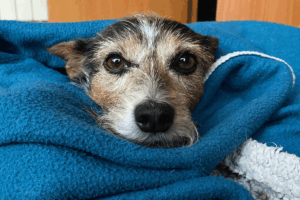 Mantas refrescantes para perros