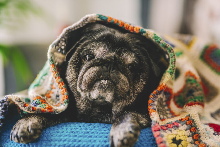 Mascota senior