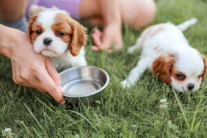 Educar cachorro para que coma bien