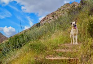 rutas para perros