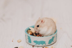 como dejar comida a tu hamster en vacaciones