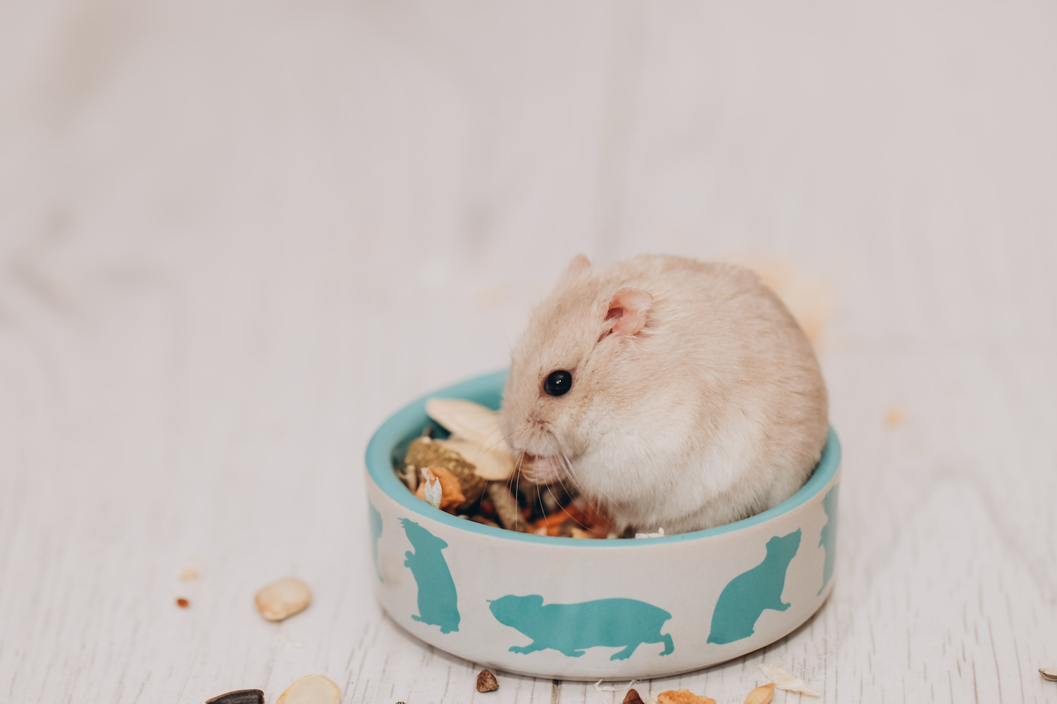como dejar comida a tu hamster en vacaciones