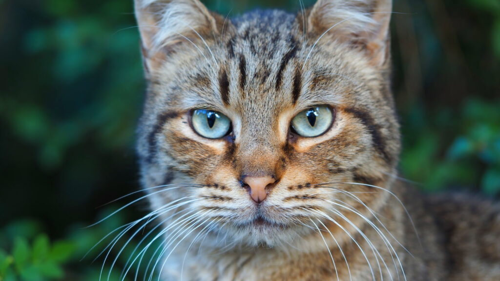 cuidar pelaje de gato atigrado