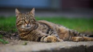 gato atigrado