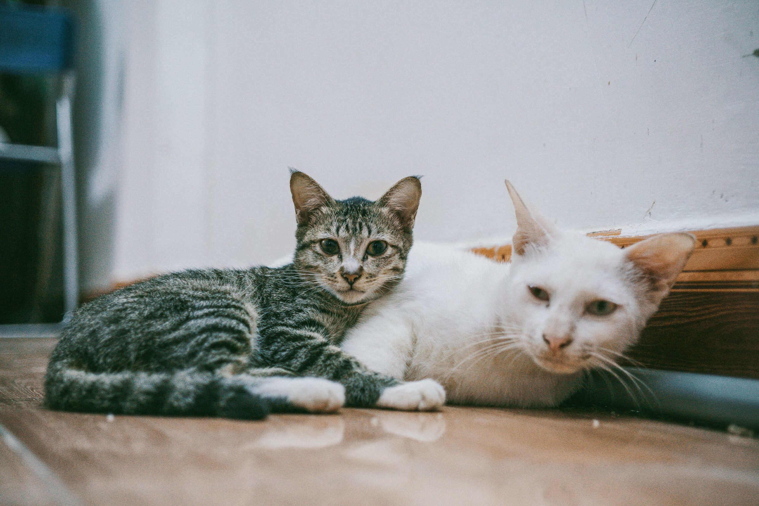 A cozy close-up of two domestic cats lounging inside on a wooden floor.