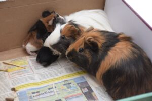 Adorable guinea pigs nestled inside a cardboard box, showcasing their fluffy fur and curious expressions.