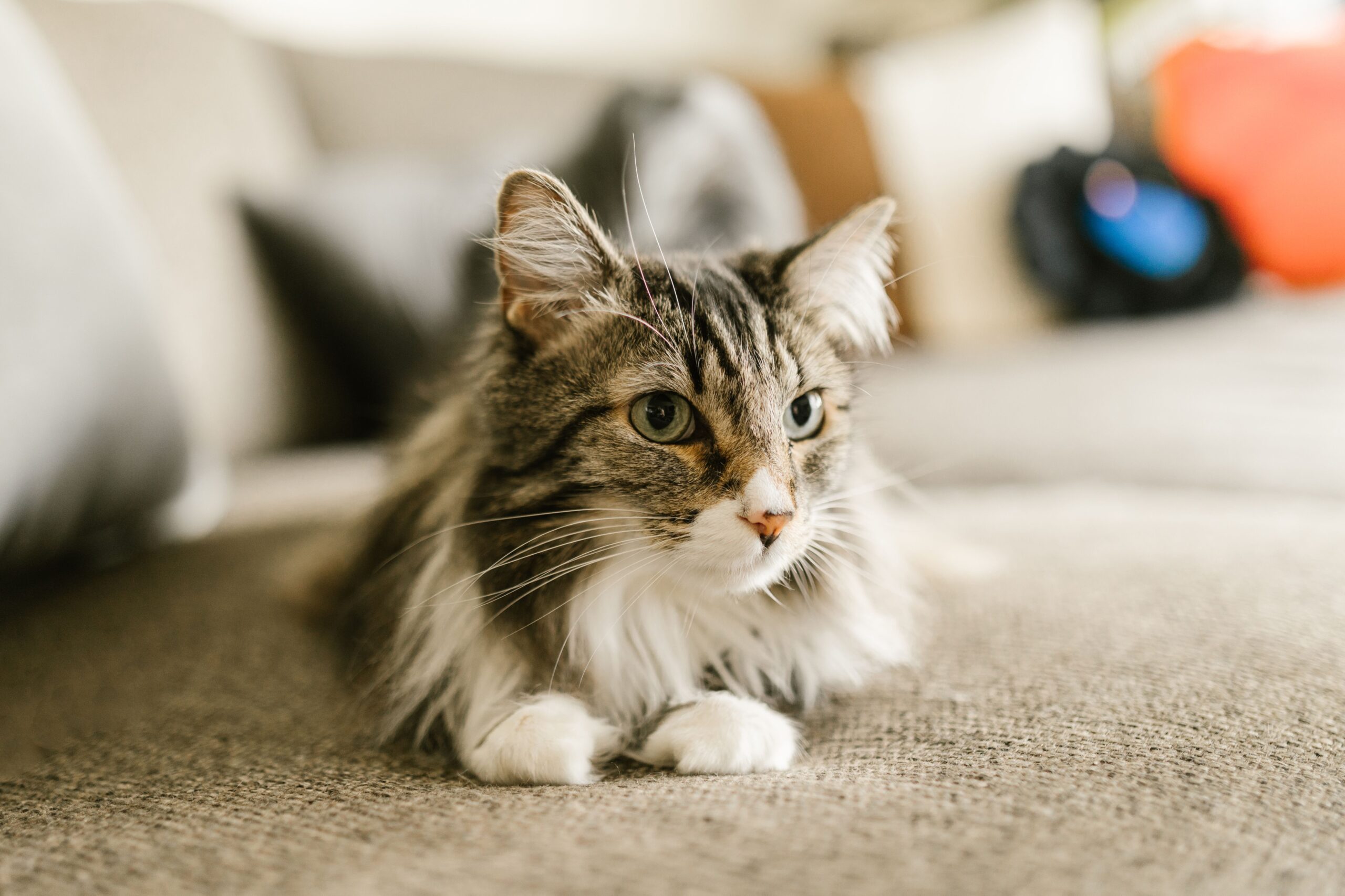 A detailed close-up of a Maine Coon cat lounging indoors, showcasing its whiskers and fur.