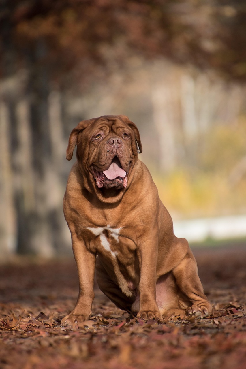 dog, bordeaux mastiff, canine, pet, domestic, mammal, animal, nature, leaves, autumn