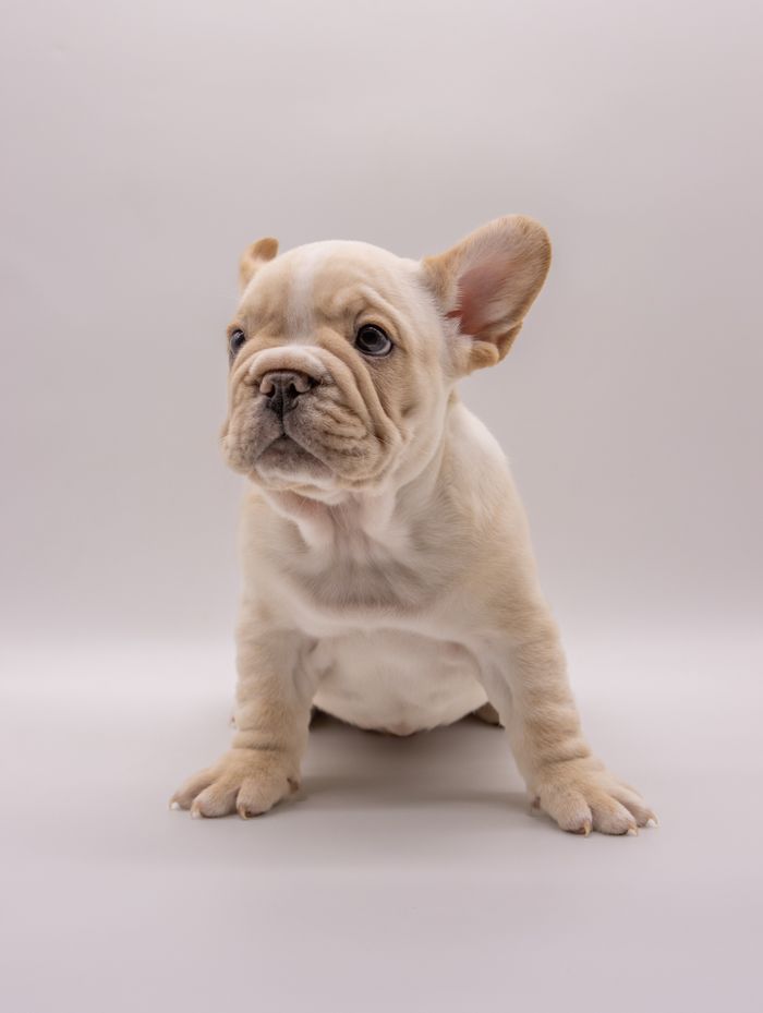 Cute French Bulldog puppy sitting in a studio setting, showcasing its charming expression.
