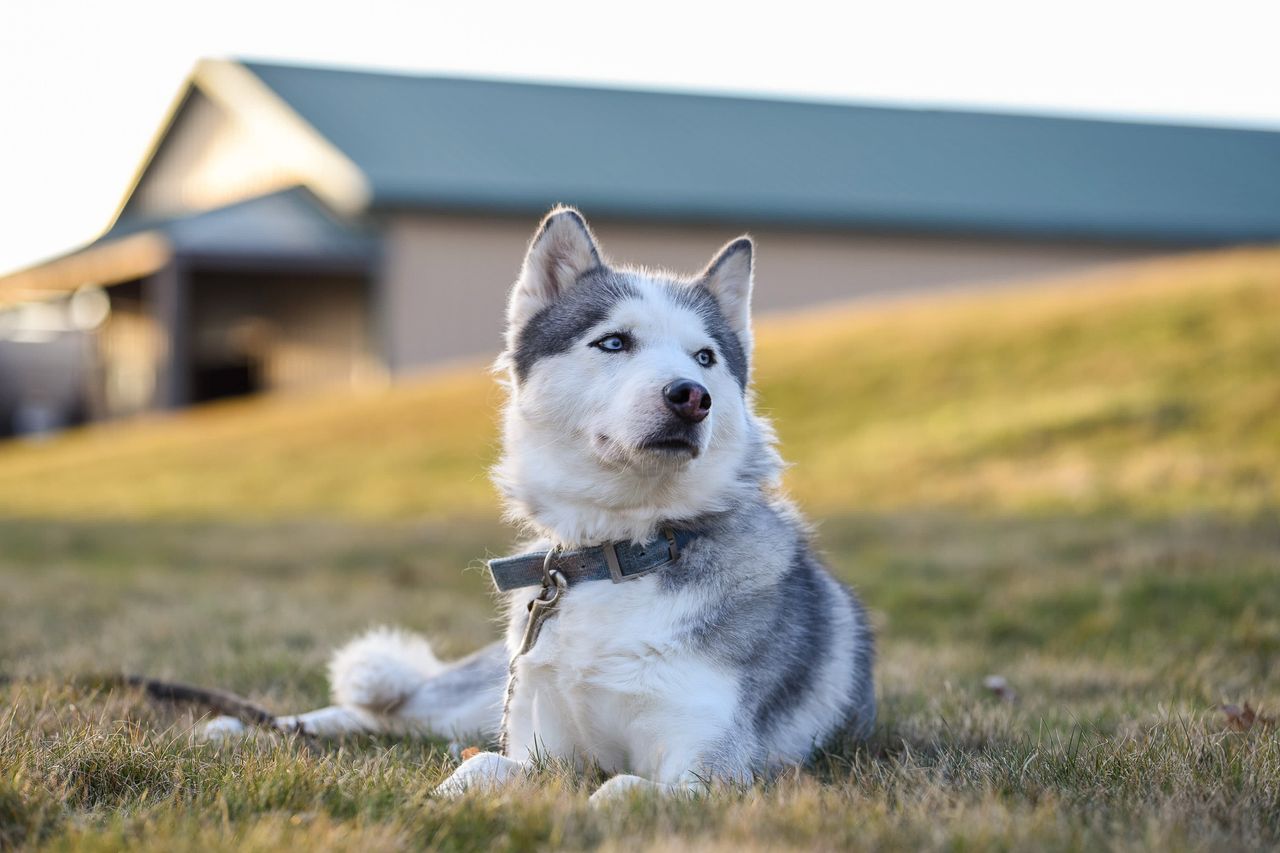 A Siberian Husky dog relaxing on a grassy lawn near a building on a sunny day.