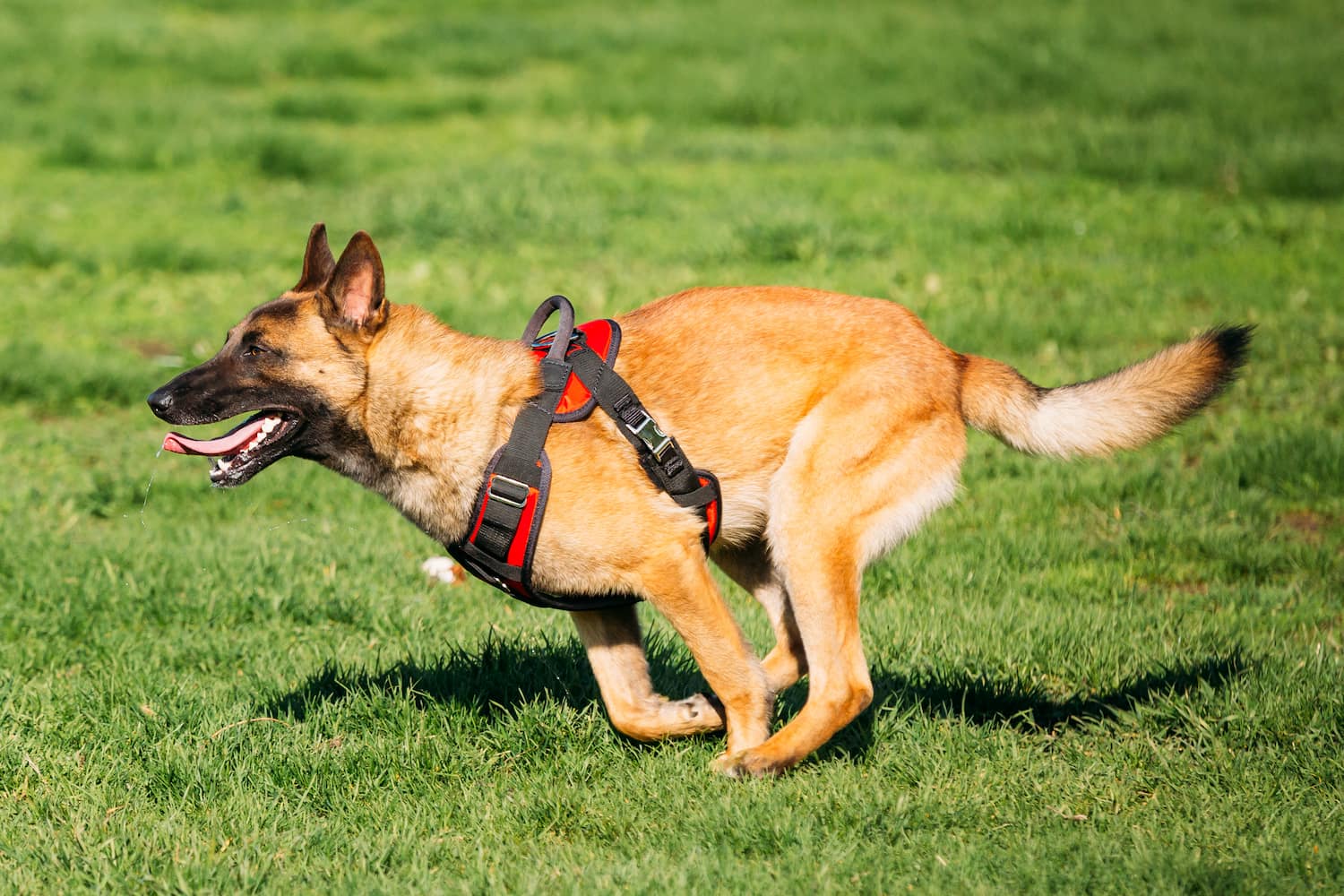 Perro escapándose del arnés.