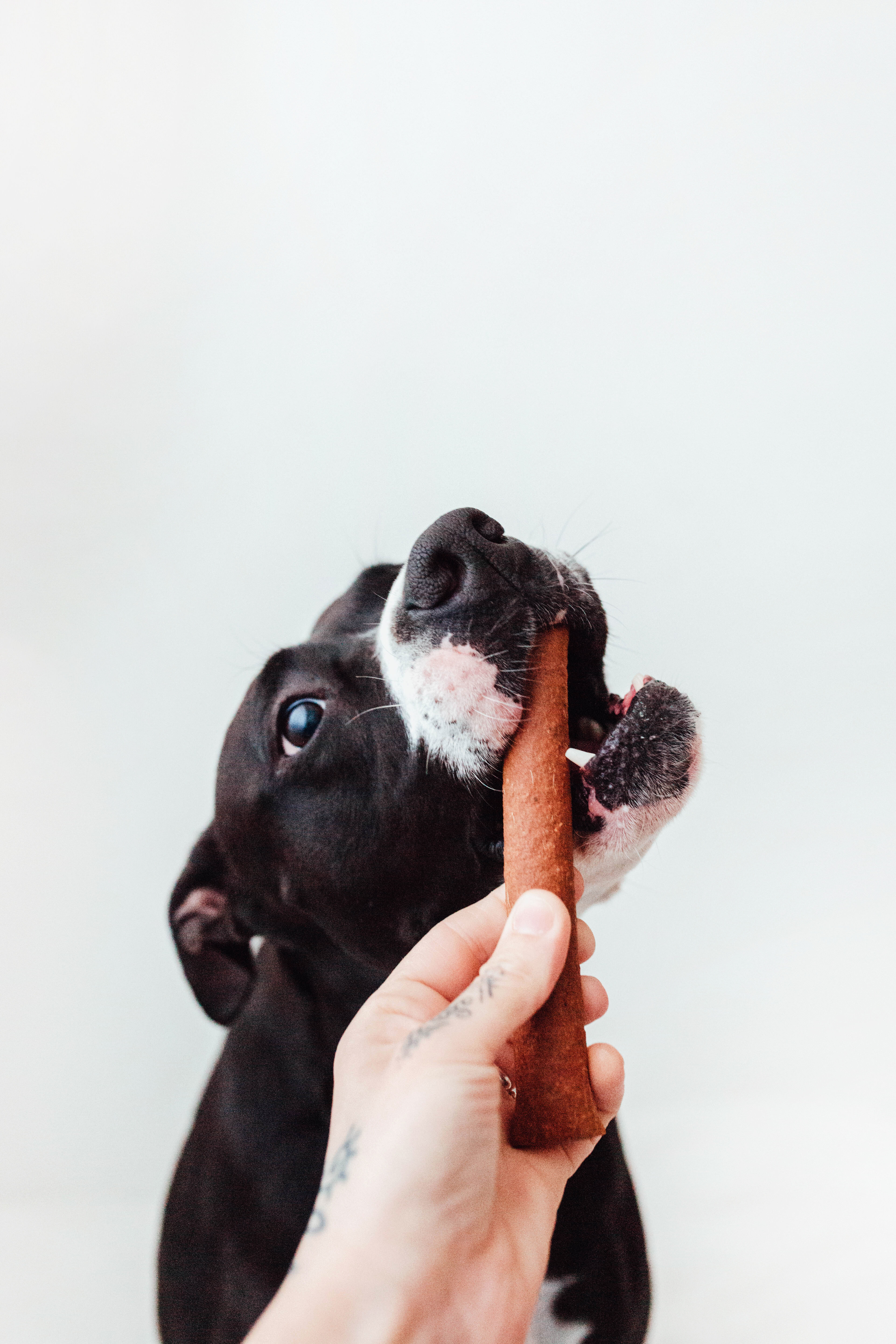 BIMORBOX Perros Senior Medianos y Grandes – Pack Ahorro con Juguete, Mordedor de Asta de Ciervo y Snacks Sin Aditivos thumbnail