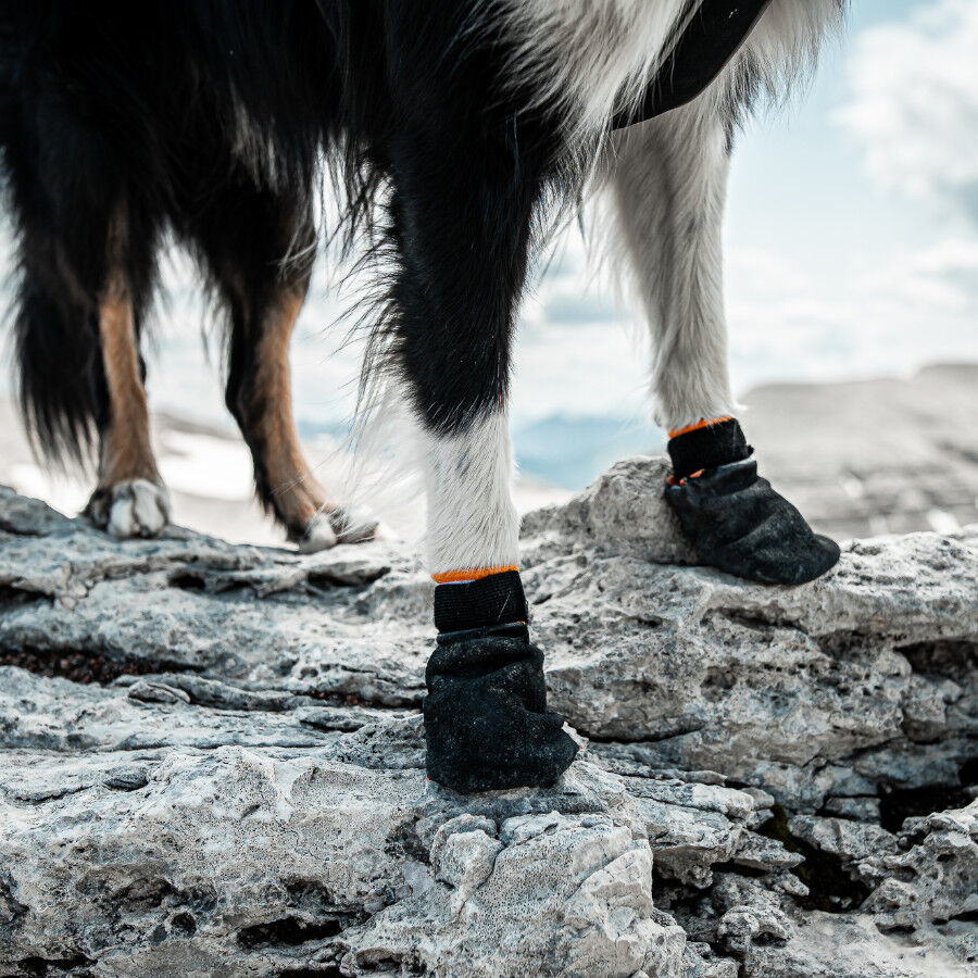 Non-stop dogwear Protector Bot&iacute;n Negro y Naranja para perros, , large Imagen numero 4