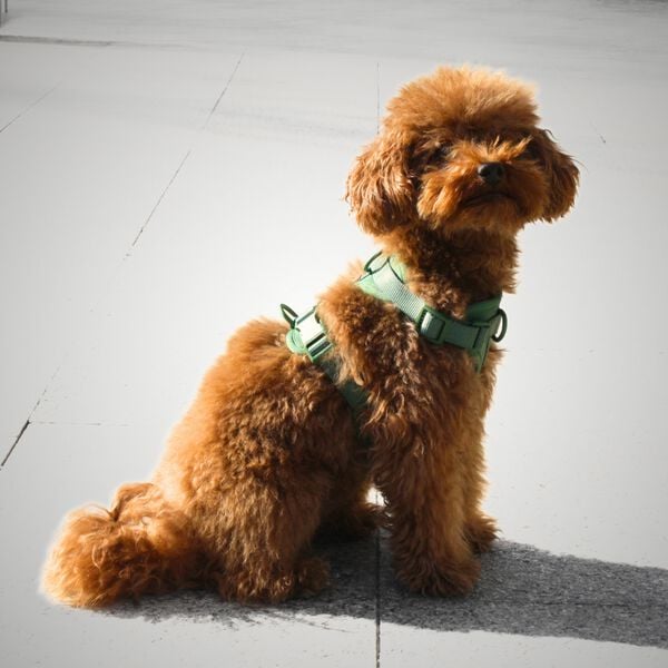 La Casa de Turrón Arnés Adventure Jungle verde con 3 puntos de enganche para perro thumbnail